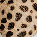 Achille léopard