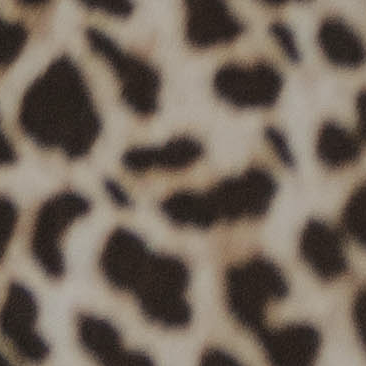 Thea leopard